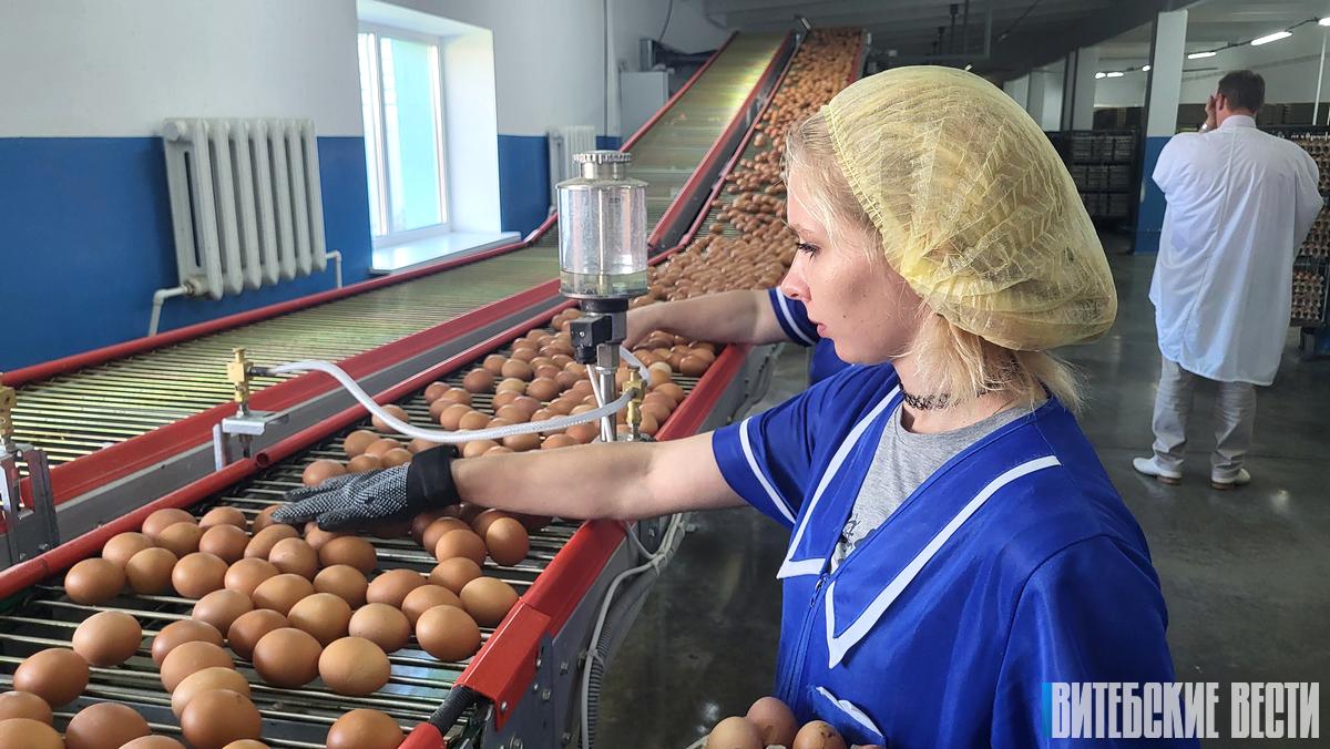 Более 100 тысяч яиц в час. Что позволит Оршанской фабрике выйти на дальнейший рост объемов производства?