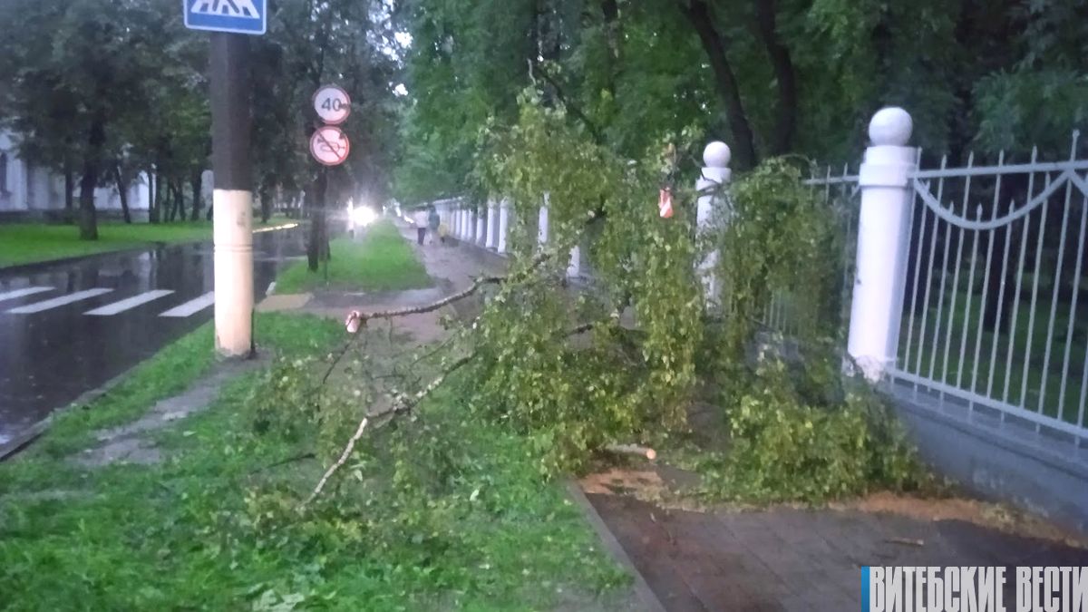 Фотофакт. Непогода повалила деревья в центральной части Витебска