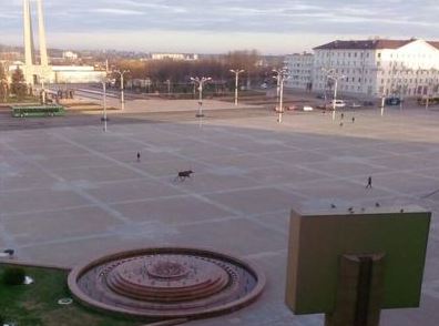 В Витебске лось выплыл из Западной Двины и гулял по городу 