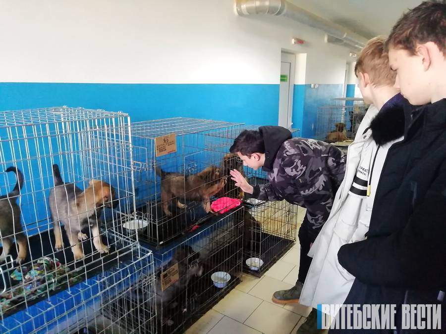 приют для животных в Витебске
