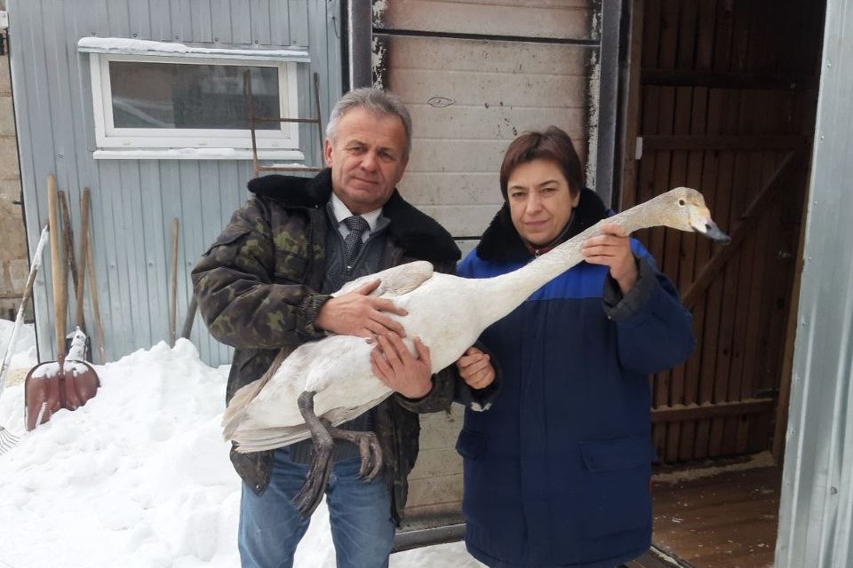 Фотофакт: В Лиозно спасли лебедя