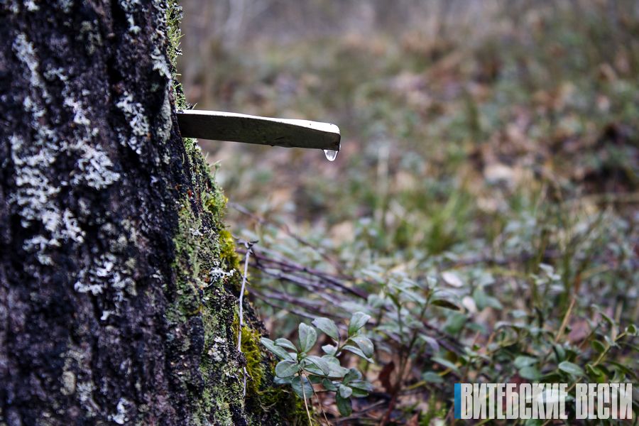 В Витебской области начинается массовая заготовка березового сока