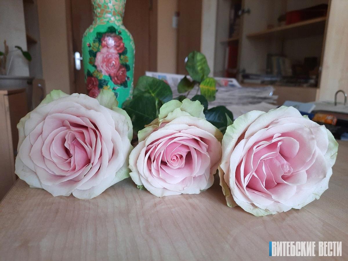Как из розочки вырастить куст?