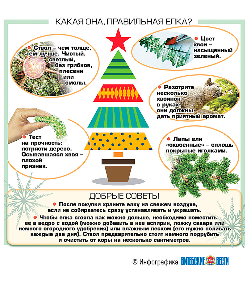 как выбрать новогоднюю елку