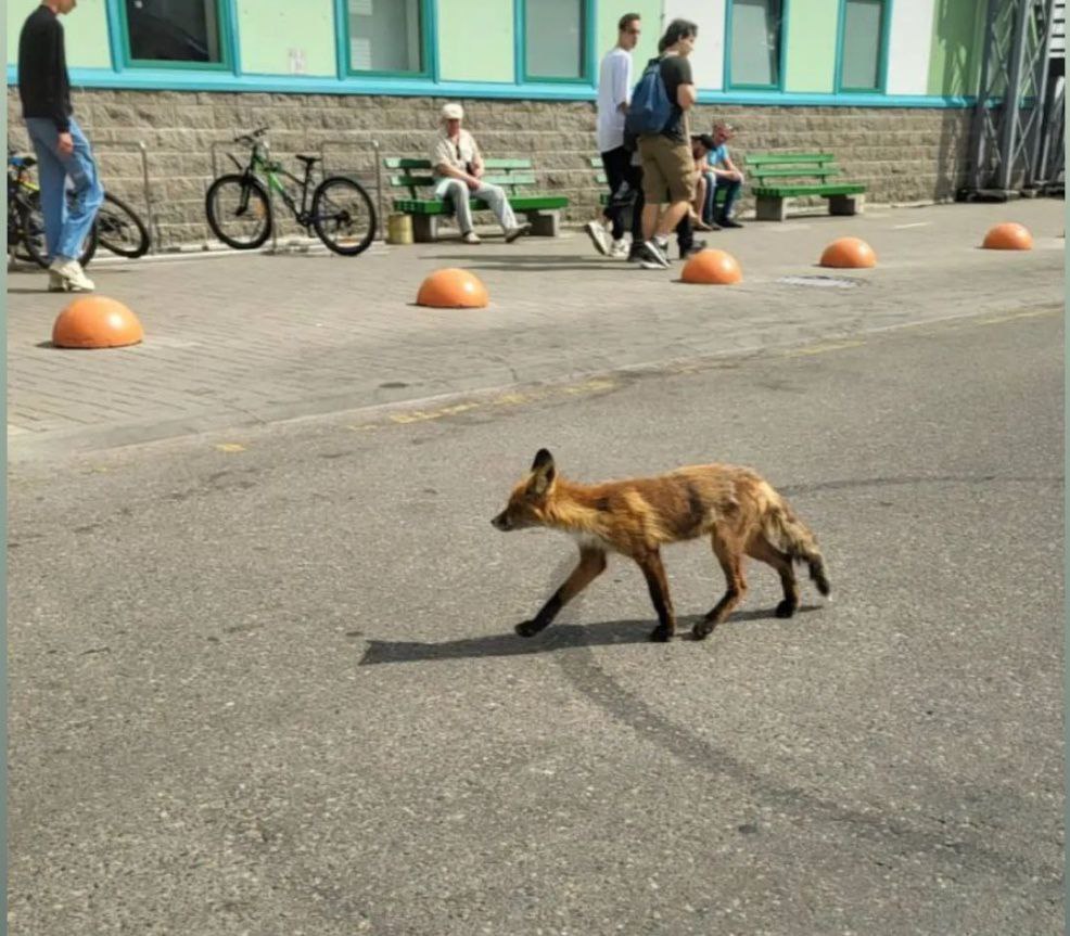 Стали известны подробности судьбы лисёнка, который недавно был обнаружен в Витебске