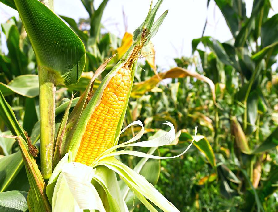 Уборка кукурузы завершается в Витебской области