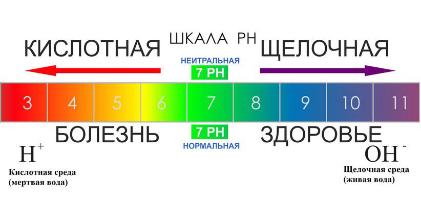Константа жизни, или Как рН-фактор действует на наш организм?