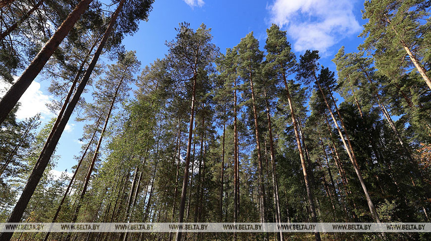 В Лиозненском районе спасатели нашли заблудившегося в лесу мужчину