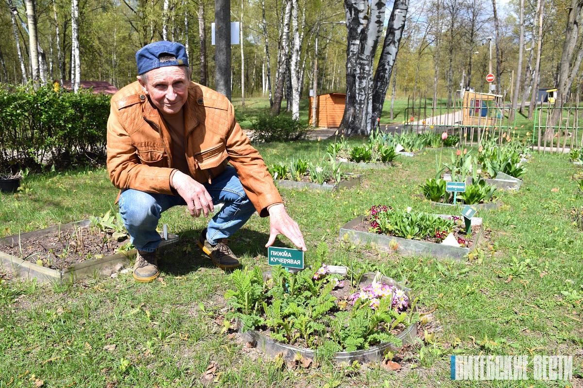 В парке Советской Армии в Витебске произрастает около 100 видов многолетних цветущих растений