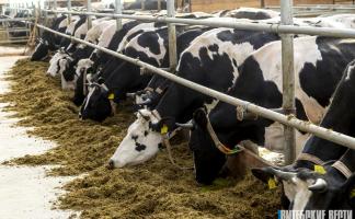 Грамотная организация работы в КУПСХП «Леонишено» позволяет второй год сохранять лидерство по производству молока в Верхнедвинском районе