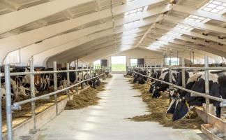 Разводить мраморных коров и организовать производство деликатесной продукции планируют в Верхнедвинском районе