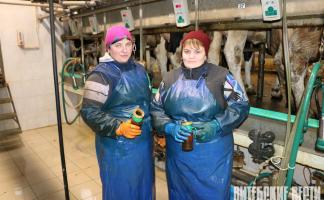 В ОАО «Хотилы-Агро» стабильно доят в среднем от коровы по 21 литру молока в сутки