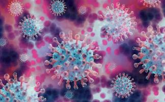 В ЮАР обнаружен потенциально опасный для человека коронавирус NeoCoV