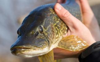 В Витебской области устанавливается запрет на лов щуки