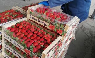 880 кг клубники, манго, винограда и голубики намеревались ввезти в Беларусь без необходимых для этого документов