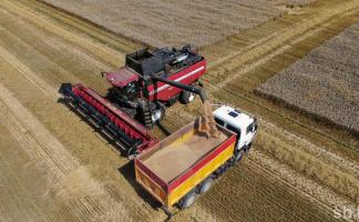 В Витебской области на 6 августа убрано 17 процентов посевов зерновых и зернобобовых культур
