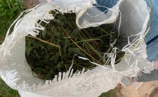 В Оршанском районе сотрудники правоохранительных органов у местного жителя изъяли 3,2 кг маковой соломы