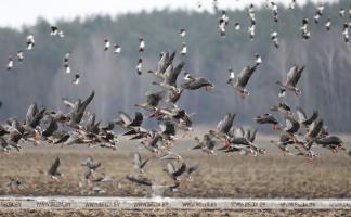 Сезон охоты на гусей откроется в Беларуси 17 сентября