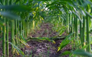 56 гибридов кукурузы посеяны в этом году на демонстрационном поле  в ОАО «Проземле-Агро» Чашникского района