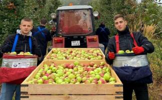 Более 2,2 тыс. студентов и учащихся присоединились к уборке овощей и фруктов в Витебской области