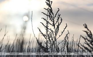 Мокрый снег, до -5°С днем и гололедица прогнозируются в Беларуси 17 ноября