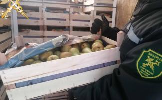 Витебские таможенники пресекли попытку незаконного вывоза из страны 40 т фруктов