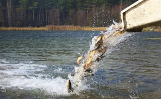 Национальный парк «Браславские озера» провел осеннее зарыбление водоемов
