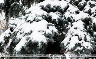 Снег и туман прогнозируются в Беларуси 24 ноября