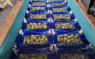 Белорусские таможенники пресекли два факта незаконного перемещения фруктов под видом других товаров