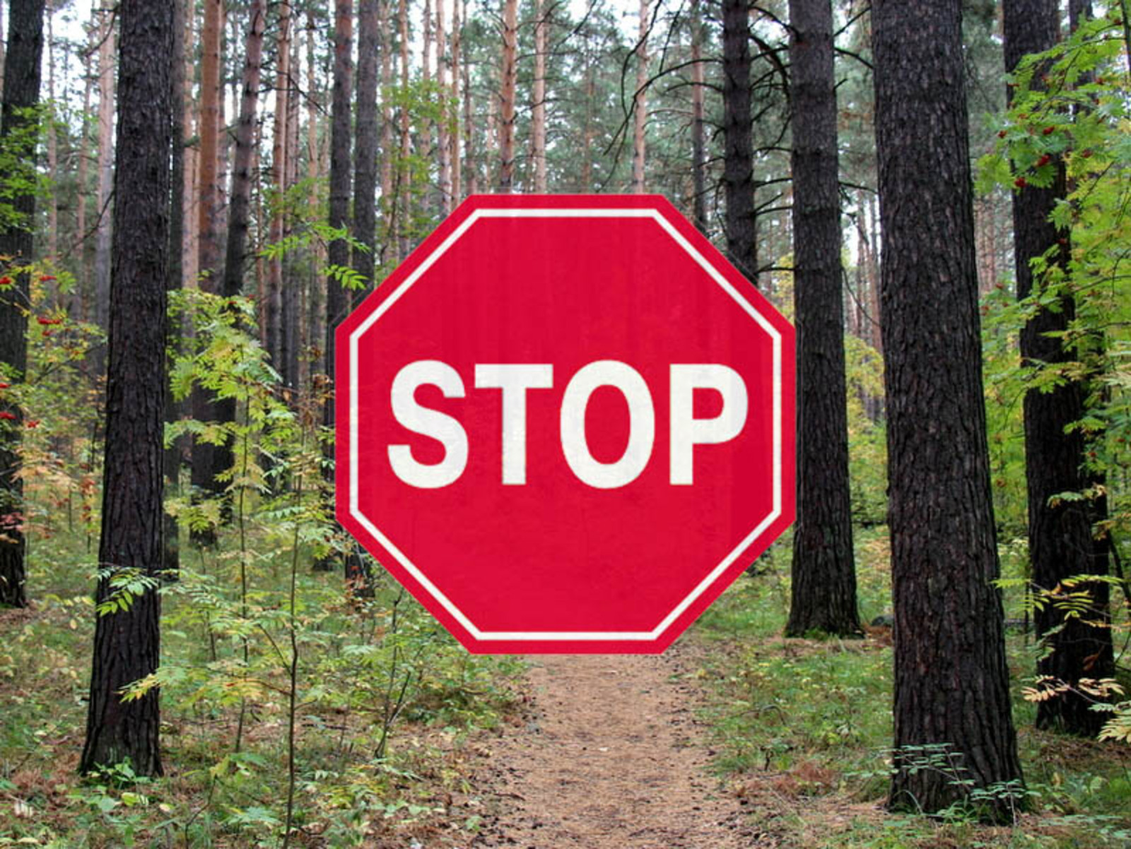 Запрет на посещение лесов. Запрещено прибывание в лесу. Ограничение пребывания в лесах. Посещение лесов запрещено.