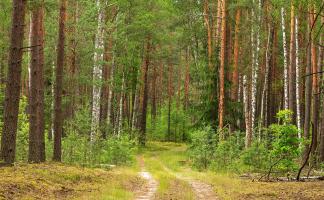 Ограничения на посещение лесов введены во всех районах Витебской области 