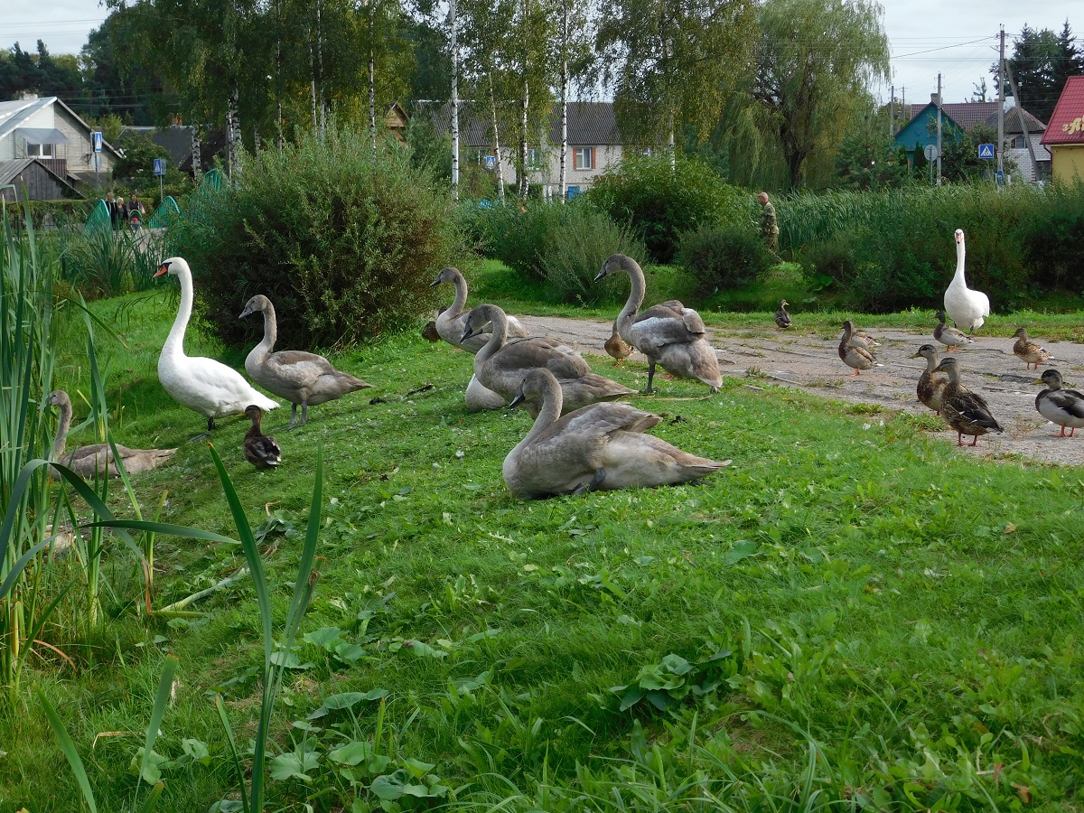Почему Национальный парк «Браславские озера» ввел запрет на кормление лебедей и уток?