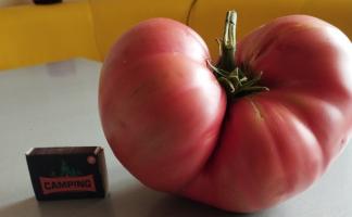 Удачный сезон в сентябре: витебчанка продолжает собирать на своих сотках помидоры и огурцы