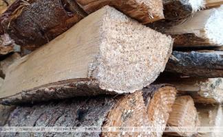 Сколько стоит кубометр древесины для заготовки дров, рассказали в Минлесхозе