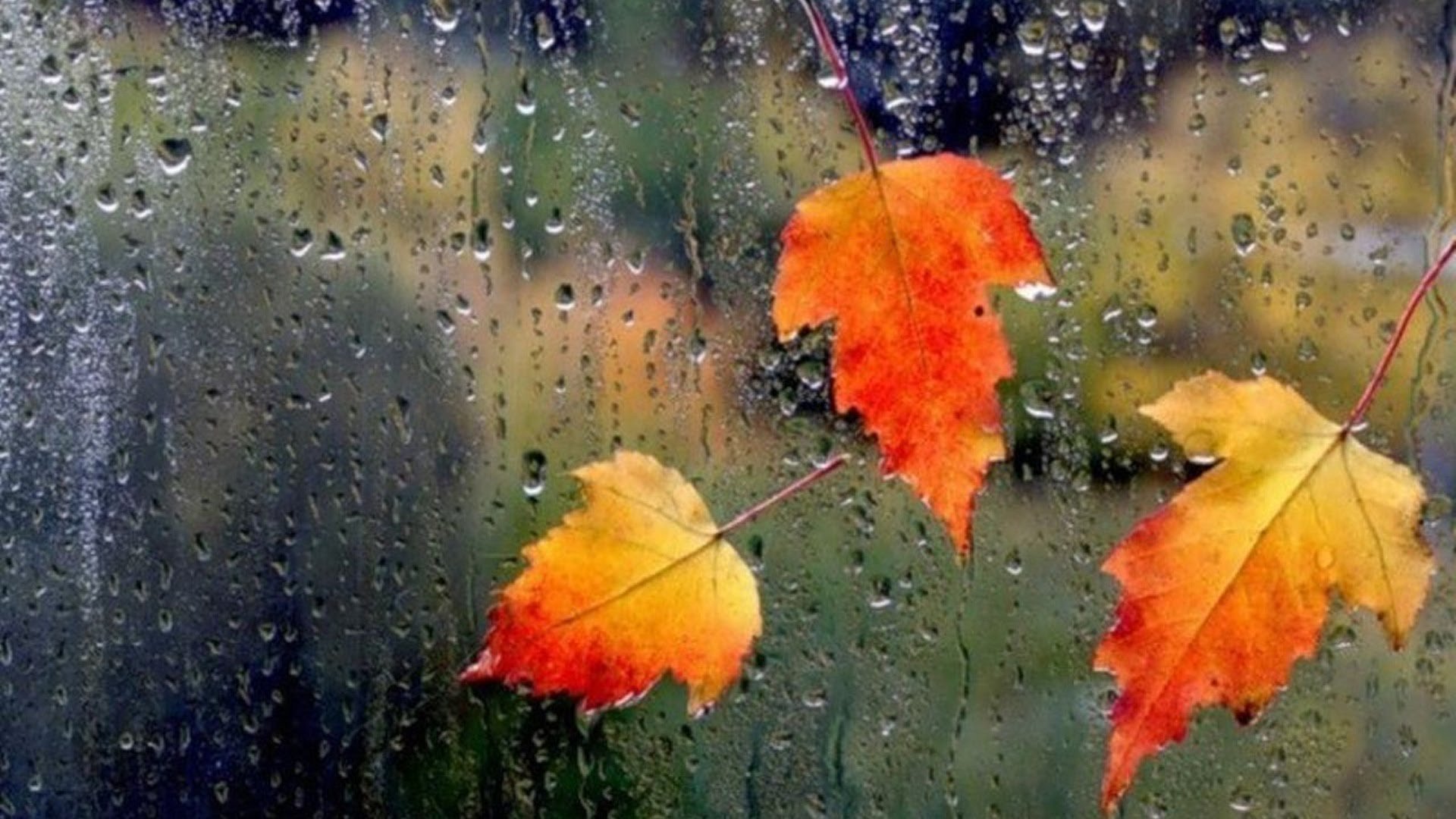 Текст сентябрь дождливый. Осенний дождь. Дождливая осень. Дождь осенью. Осенний ливень.