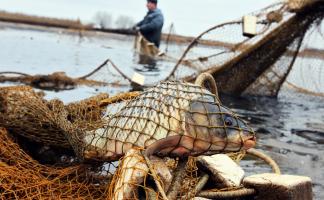 В Городокском районе задержаны двое жителей Витебска, против которых возбуждено уголовное дело за незаконную добычу рыбы