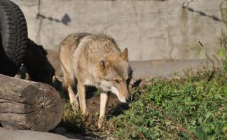 В Витебске ловят дикое животное, предположительно волка