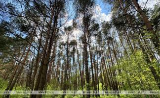 Ограничения на посещение лесов введены в 9 районах Витебской области