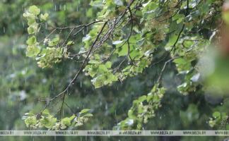 Белгидромет: ожидаемые дожди будут поддерживать достаточные запасы почвенной влаги