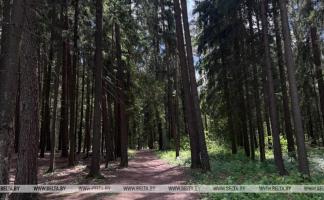 В 5 районах Витебской области действует ограничение на посещение лесов