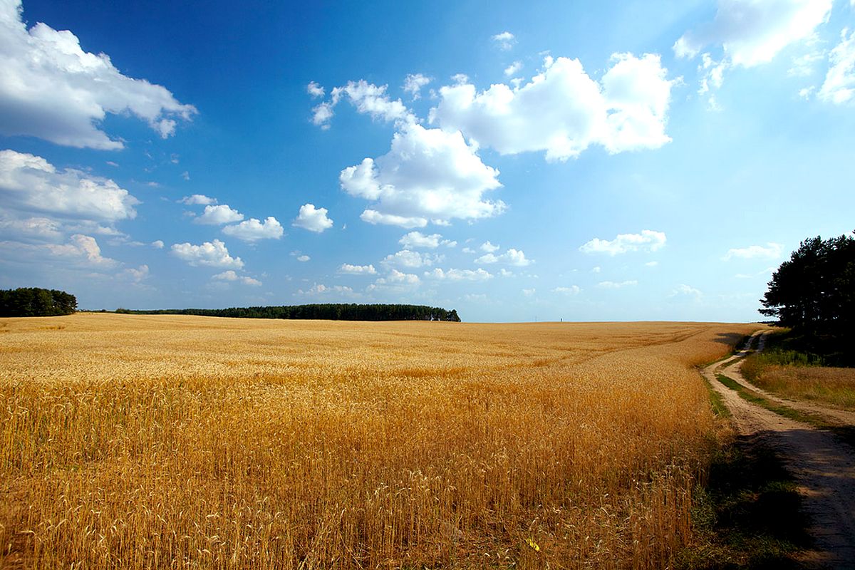 Рекордный урожай зерна в Витебской области: вклад Анатолия Наумовича в развитие сельского хозяйства