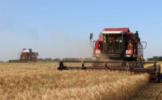 64,1 тыс. тонн зерновых намолочено аграриями Витебской области