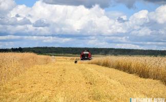 Обмолот зерновых и зернобобовых культур в Витебской области провели на 41,1 % площадей