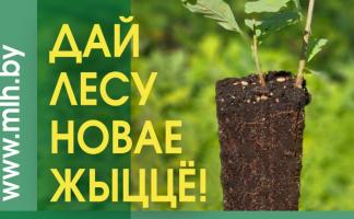 Около 300 профактивистов Витебской области примут участие в республиканской акции “Дай лесу новае жыццё!”