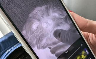 Лайфхак из TikTok: как найти клеща на собаке с помощью iPhone