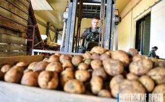  Урожайность выше прошлогодней. Толочинский консервный завод начал уборку картофеля