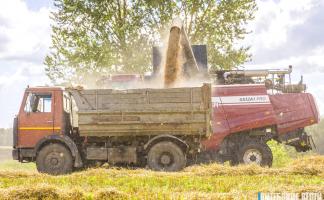 На утро 18 августа в Витебской области намолочено 515 тыс. т зерна