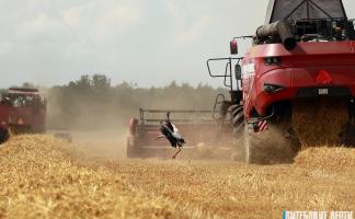 В Витебской области намолочено 838 тыс. тонн зерна