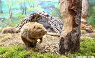 Березинский биосферный заповедник отмечает 100 лет: новые спа-комплекс, шакалы и тропы для туристов