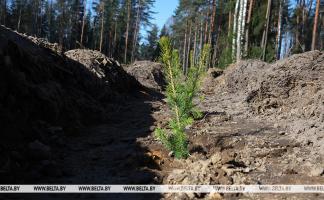 Единый день озеленения пройдет в Беларуси 11 октября 